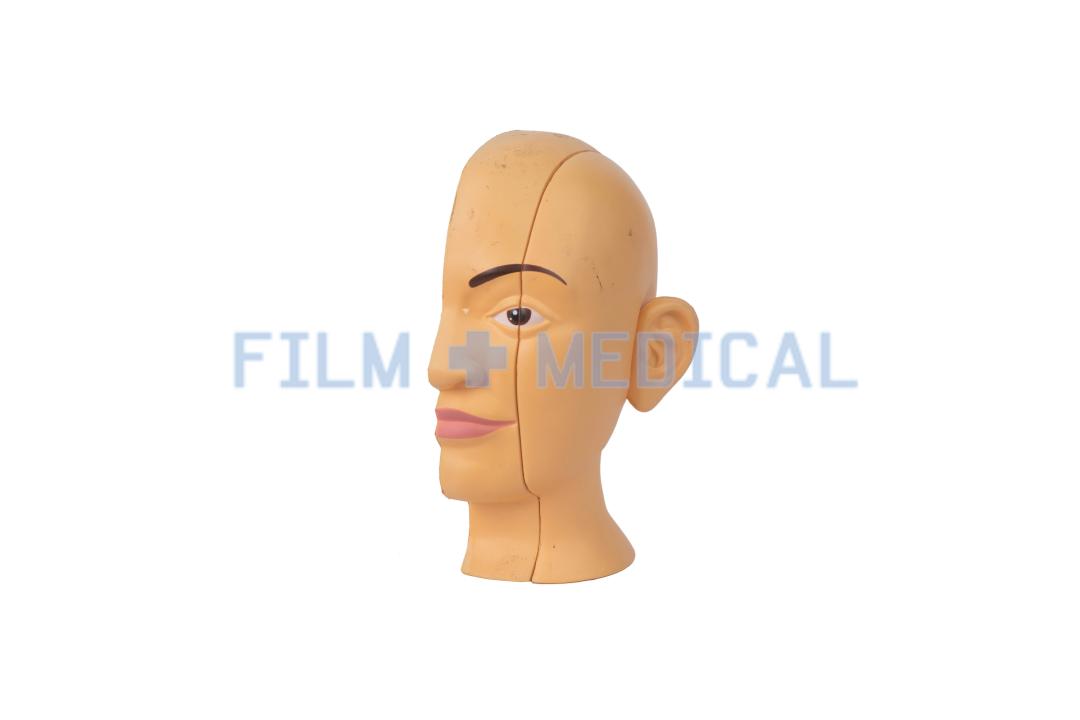 Sectional Anatomical Model Head FILM MEDICAL